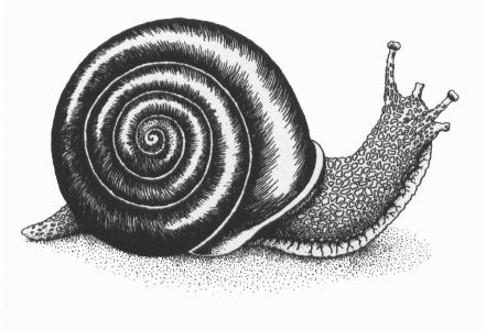 NbDv2-2-3-Snail